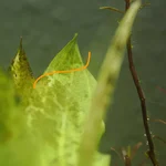 16. Long black algae on Amazon Sword.webp
