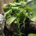 18. Brown algae on anubias mini coin.webp