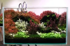 2hrAquaristDSCF4152 Week aqua a430 72R 80G 42B.webp