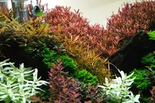 2hrAquaristDSCF4151 Fluval 4.0 Max brightness.webp
