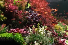 2hrAquaristDSCF4272 Fish.webp 2hrAquaristDSCF4272 Fish.webp