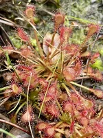 IMG_7518.webp IMG_7518.webp