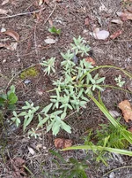 IMG_7480.webp IMG_7480.webp