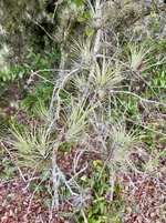 IMG_7442.webp IMG_7442.webp