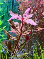 IMG_7387.webp IMG_7387.webp