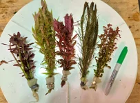 Colorful Stem Pack!