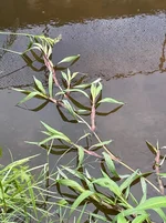 IMG_8127.webp IMG_8127.webp