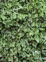 IMG_8106.webp IMG_8106.webp