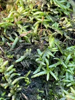 IMG_8707.webp IMG_8707.webp