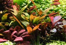 2hrAquaristDSCF4454 Java fern Orange narrow Inpaichthys luizae.webp
