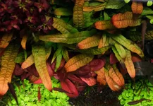 2hrAquaristDSCF4375E Java fern orange narrow.webp