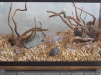 DSCN1213 (1).webp