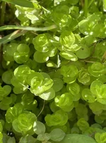 IMG_9740.webp IMG_9740.webp