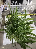 Java fern trident (not mini)