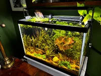 20g high.webp