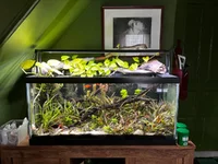 40g breeder.webp