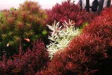 2hrAquaristDSCF4850 hygrophila polysperma white Pogo stellatus fireworks Blood red arcuata.webp