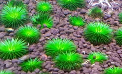 eriocaulonratnagiricum.webp
