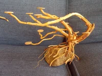 DSCN1476.webp