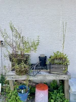 IMG_1688.webp IMG_1688.webp