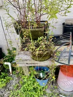 IMG_1689.webp IMG_1689.webp