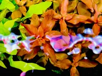 EF8C29E2-8D15-4586-89B0-32B8346041B6.webp