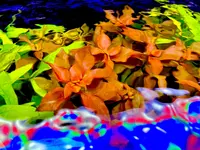 16F3817C-DAED-42A4-AE74-0DE26CA4661C.webp