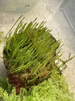 IMG_1686.webp IMG_1686.webp