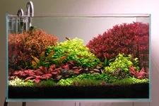 2hrAquaristDSCF2618 fish show 4month update (2).webp
