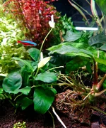 anubui flwering.webp anubui flwering.webp