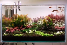 2hrAquaristDSCF5035E.webp 2hrAquaristDSCF5035E.webp