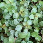 IMG_1023.jpeg
