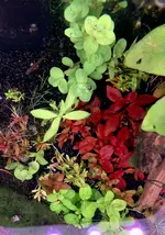 IMG_1071.jpeg