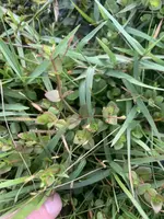 IMG_1268.jpeg IMG_1268.jpeg