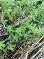IMG_1265.jpeg IMG_1265.jpeg