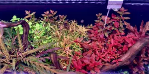IMG_3784.jpeg