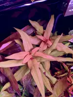 IMG_5811.jpeg