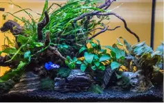 Can You Have a Planted Tank Without CO2? Of Course!