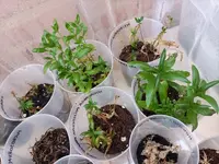 WhatsApp Image 2024-08-07 at 20.26.18.webp WhatsApp Image 2024-08-07 at 20.26.18.webp