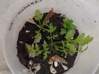 WhatsApp Image 2024-08-07 at 20.26.18 (1).webp WhatsApp Image 2024-08-07 at 20.26.18 (1).webp