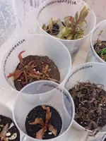 1723056411391.webp 1723056411391.webp