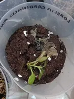 WhatsApp Image 2024-08-07 at 20.26.18 (3).webp WhatsApp Image 2024-08-07 at 20.26.18 (3).webp