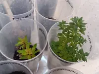 1723056615705.webp 1723056615705.webp