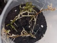 1723056824113.webp 1723056824113.webp