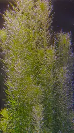 20240814_203529.webp