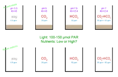experimental-setup.webp