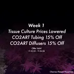 1. week one nov.webp