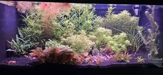 Main40gal.jpg