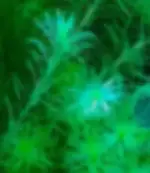 Name that plant 1.webp