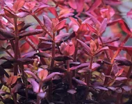 2hrAquaristDSCF2997E Bacopa salzmannii.webp